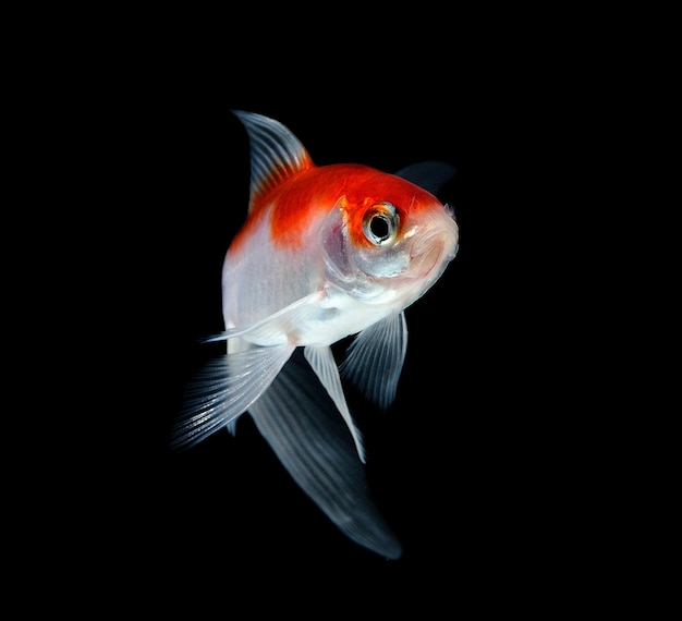 Foto prossimo piano di pesci che nuotano in mare