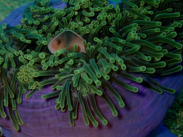 Foto prossimo piano di pesci che nuotano in mare