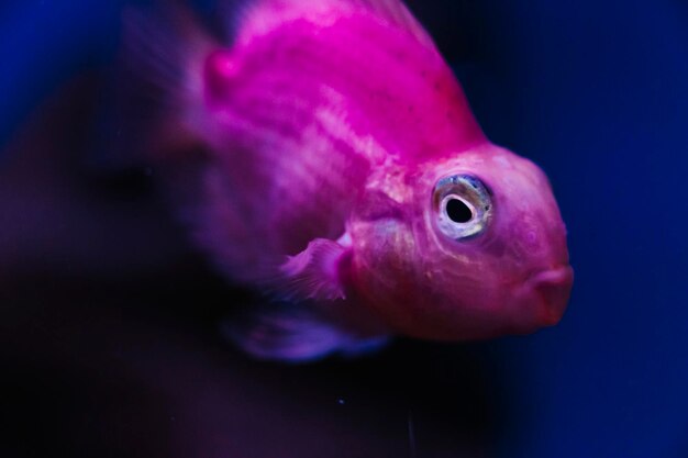 Photo close-up of fish swimming in sea