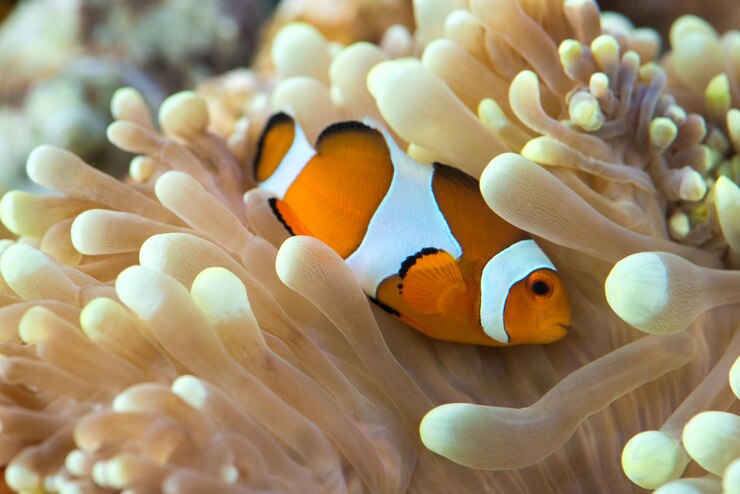 Photo 海で泳ぐ魚のクローズアップ