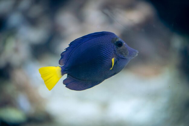 Close-up of fish swimming in sea