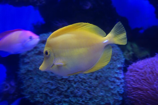 Close-up of fish swimming in sea