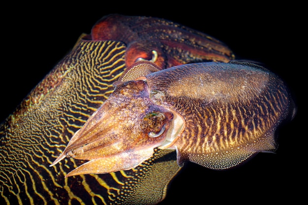 Photo close-up of fish swimming in sea