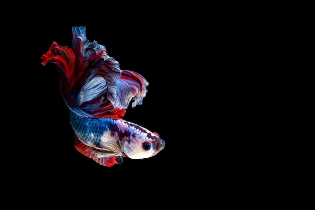 Photo close-up of fish swimming in sea