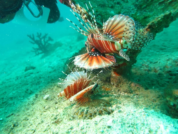 Close-up of fish swimming in sea