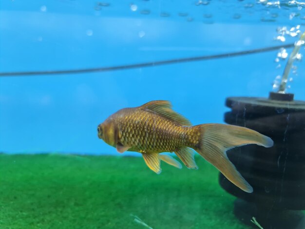 Close-up of fish swimming in sea