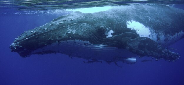 Foto prossimo piano di pesci che nuotano in mare