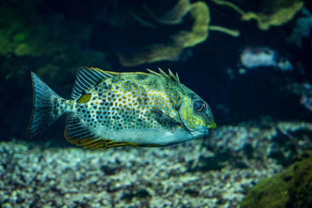 Prossimo piano di pesci che nuotano in mare