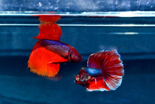 Close-up of fish swimming in sea