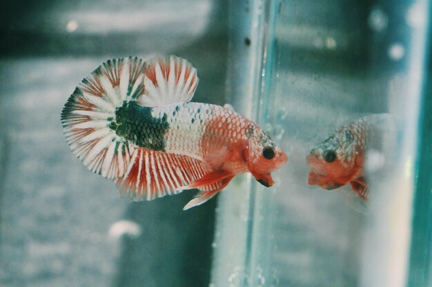 Close-up of fish swimming in sea