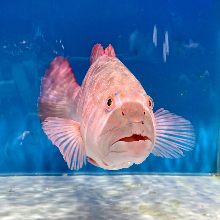 Photo 海で泳ぐ魚のクローズアップ