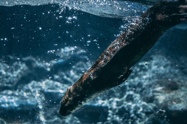 Photo close-up of fish swimming in sea