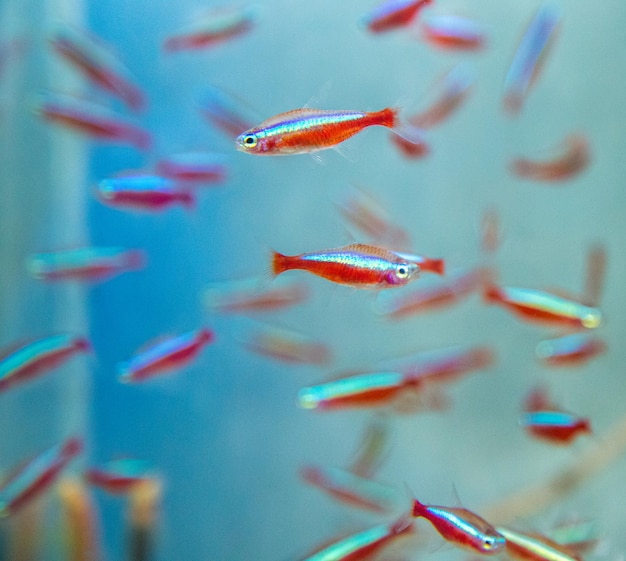 Close-up of fish swimming in sea