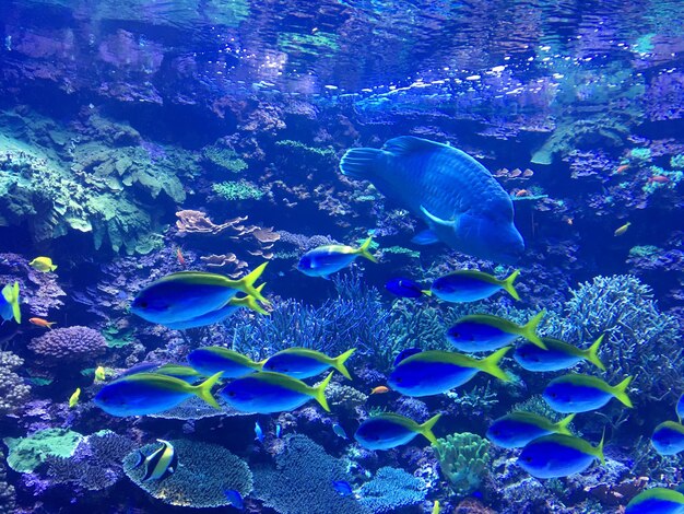 Close-up of fish swimming in sea