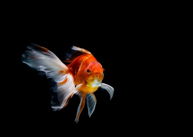 Foto prossimo piano di pesci che nuotano in mare