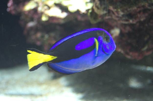 Close-up of fish swimming in sea