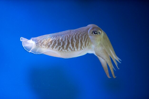 Close-up of fish swimming in sea