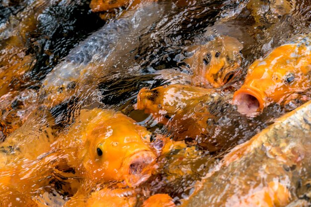 Close-up of fish swimming in sea