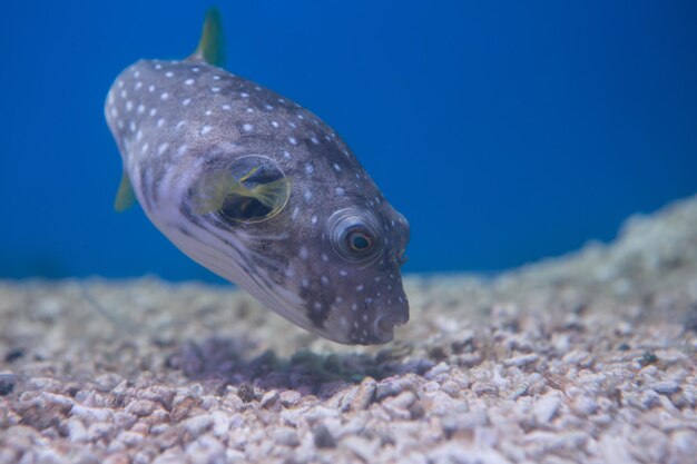 Close-up of fish swimming in sea