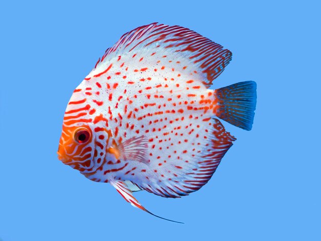 Close-up of fish swimming in sea