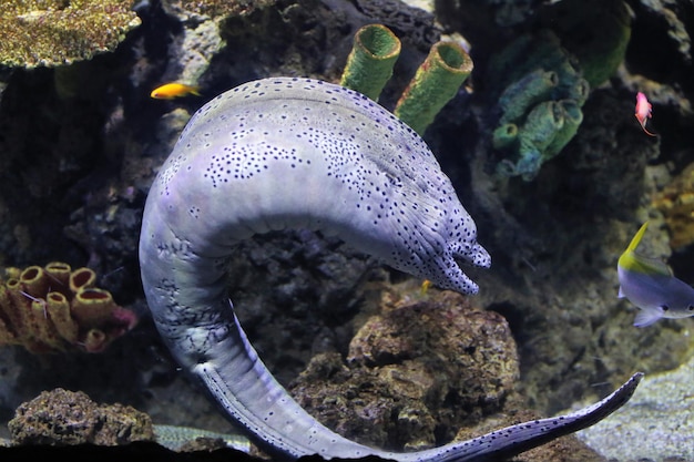 海で泳ぐ魚のクローズアップ