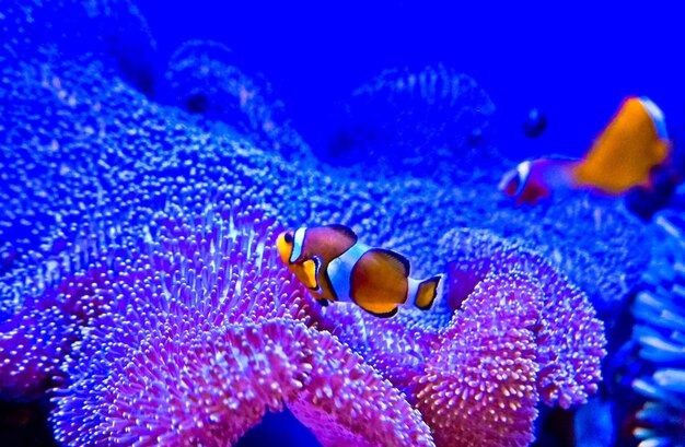 Foto prossimo piano di pesci che nuotano in mare