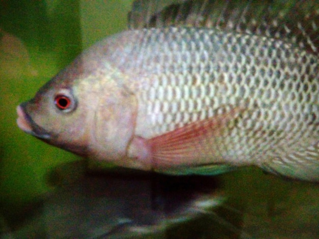 Photo close-up of fish swimming in sea