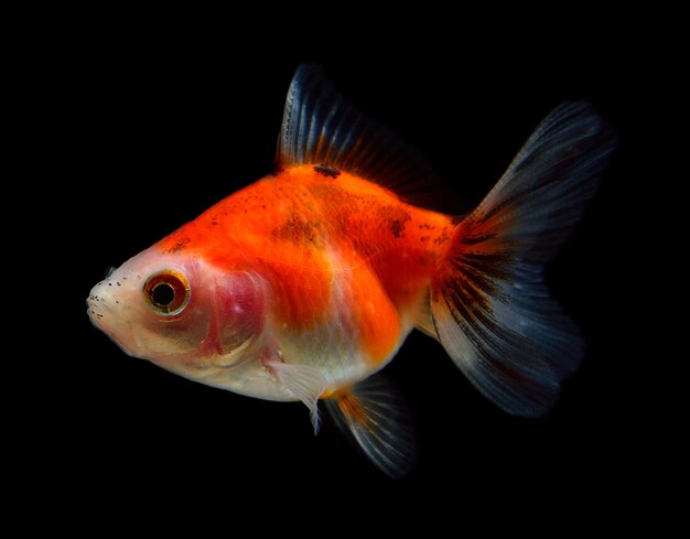 Close-up of fish swimming in sea