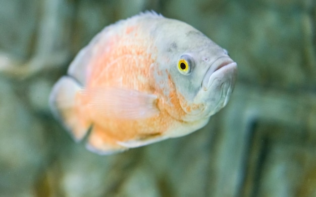 Photo close-up of fish swimming in sea