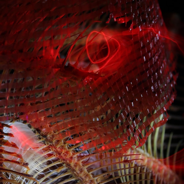 Photo close-up of fish swimming in sea