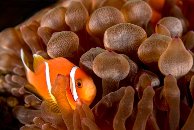 海で泳ぐ魚のクローズアップ