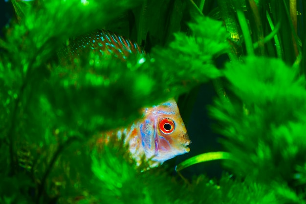 Photo close-up of fish swimming in sea