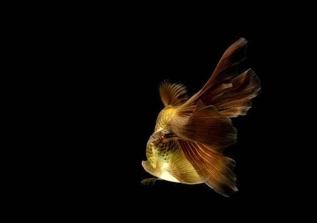 Photo close-up of fish swimming in sea