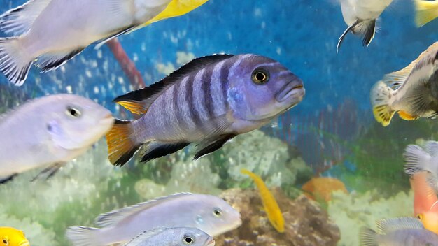 Photo close-up of fish swimming in sea