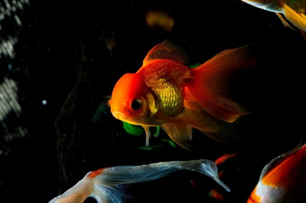 Close-up of fish swimming in sea