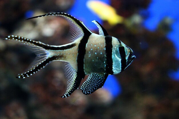 海で泳ぐ魚のクローズアップ