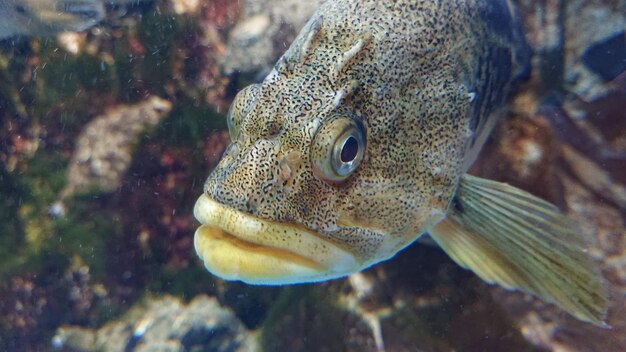 Close-up of fish swimming in sea