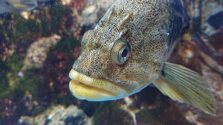 Photo 海で泳ぐ魚のクローズアップ