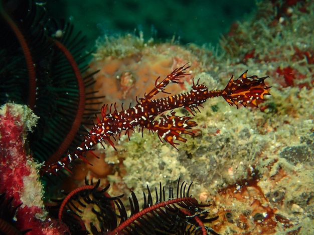 Foto prossimo piano di pesci che nuotano in mare