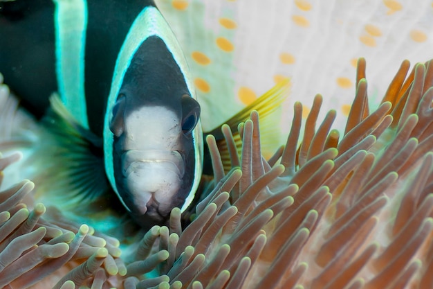 Foto prossimo piano di pesci che nuotano in mare