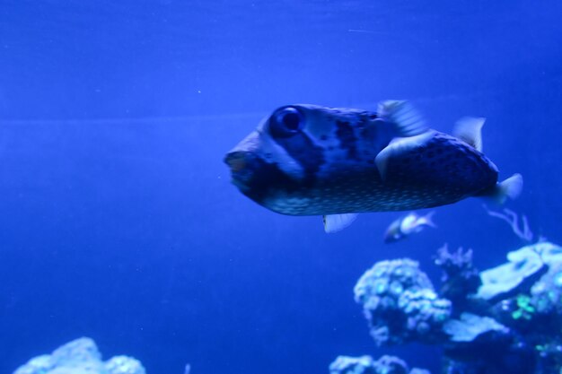 Close-up of fish swimming in sea