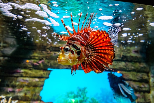 Foto prossimo piano di pesci che nuotano in mare