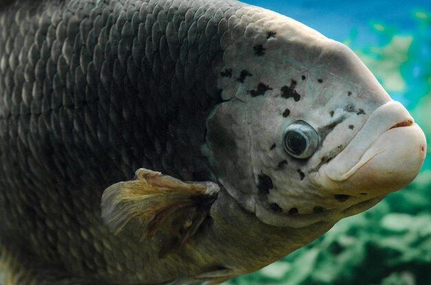 Photo close-up of fish swimming in sea