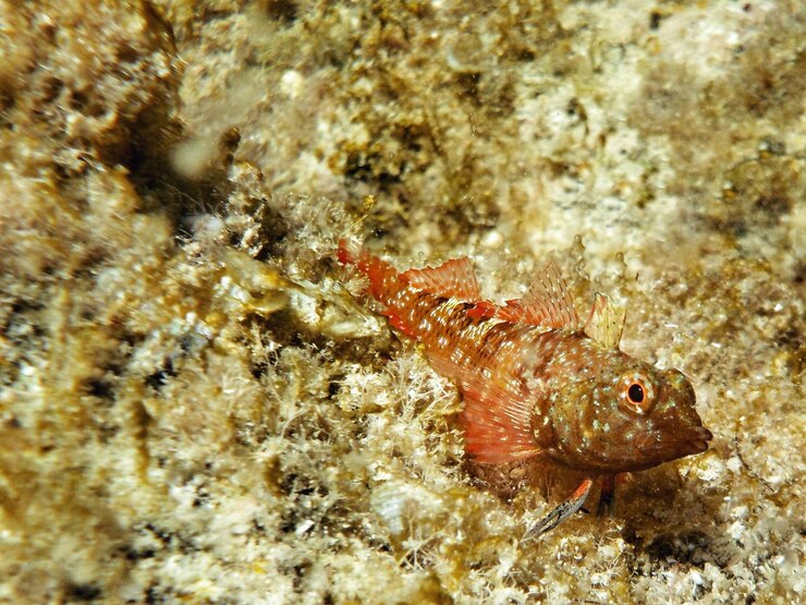 Photo close-up of fish swimming in sea