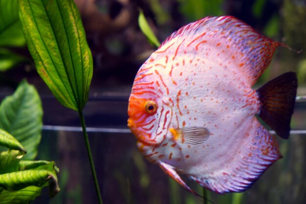 Close-up of fish swimming in sea