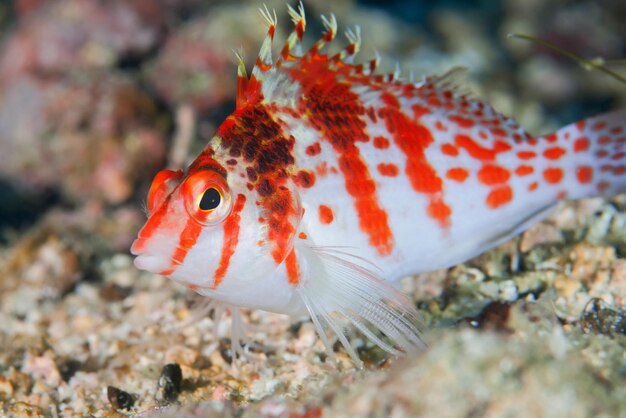 Photo close-up of fish swimming in sea