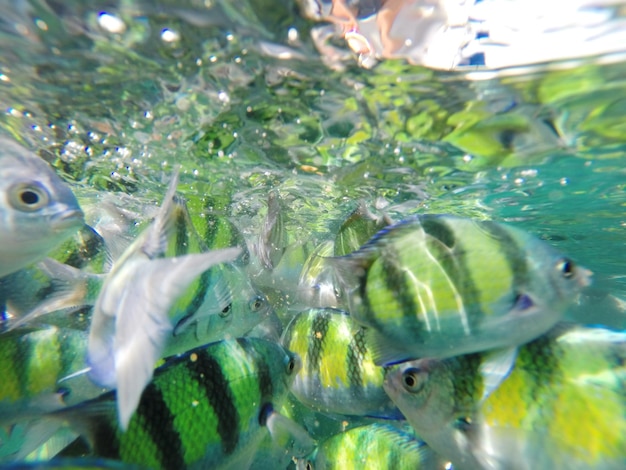 Foto prossimo piano di pesci che nuotano in mare