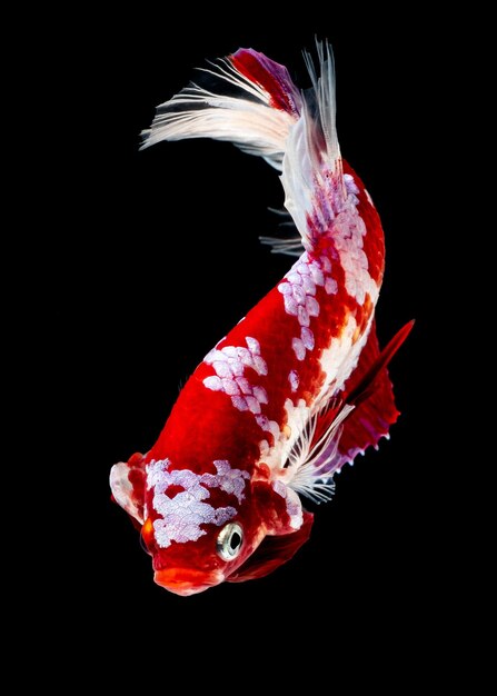 Photo close-up of fish swimming in sea