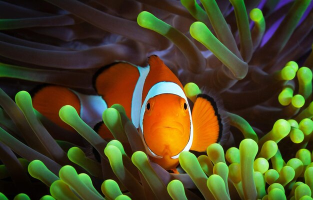 Photo close-up of fish swimming in sea