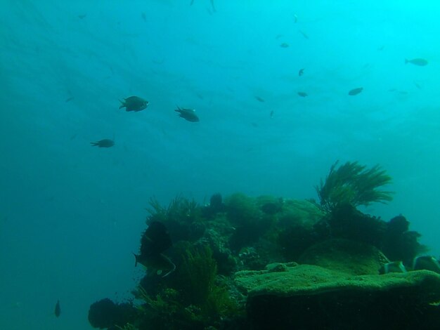 Close-up of fish swimming in sea